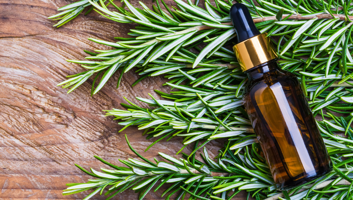 El aceite de romero puede darte grandes y variados beneficios. El aceite de romero puede darte grandes y variados beneficios. 