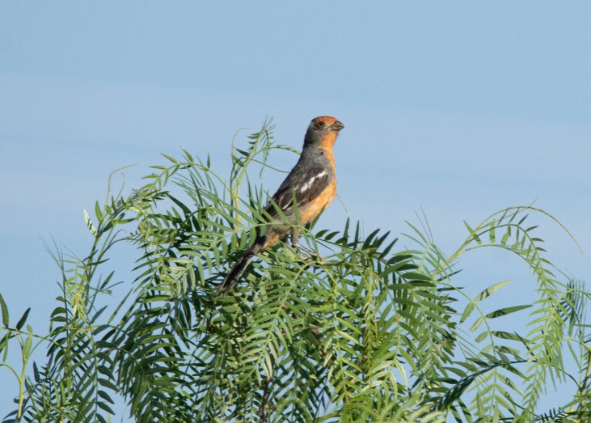 En este relevamiento participativo de la biodiversidad del Parque de Montaña fueron registradas 44 especies nativas y 2 especies exóticas.
