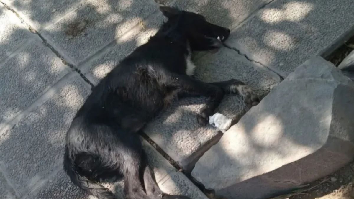 Maltrato animal: la perrita llamada "Negrita" fue asesinada a patadas por un verdulero en Rawson, San Juan Maltrato animal: la perrita llamada "Negrita" fue asesinada a patadas por un verdulero en Rawson, San Juan