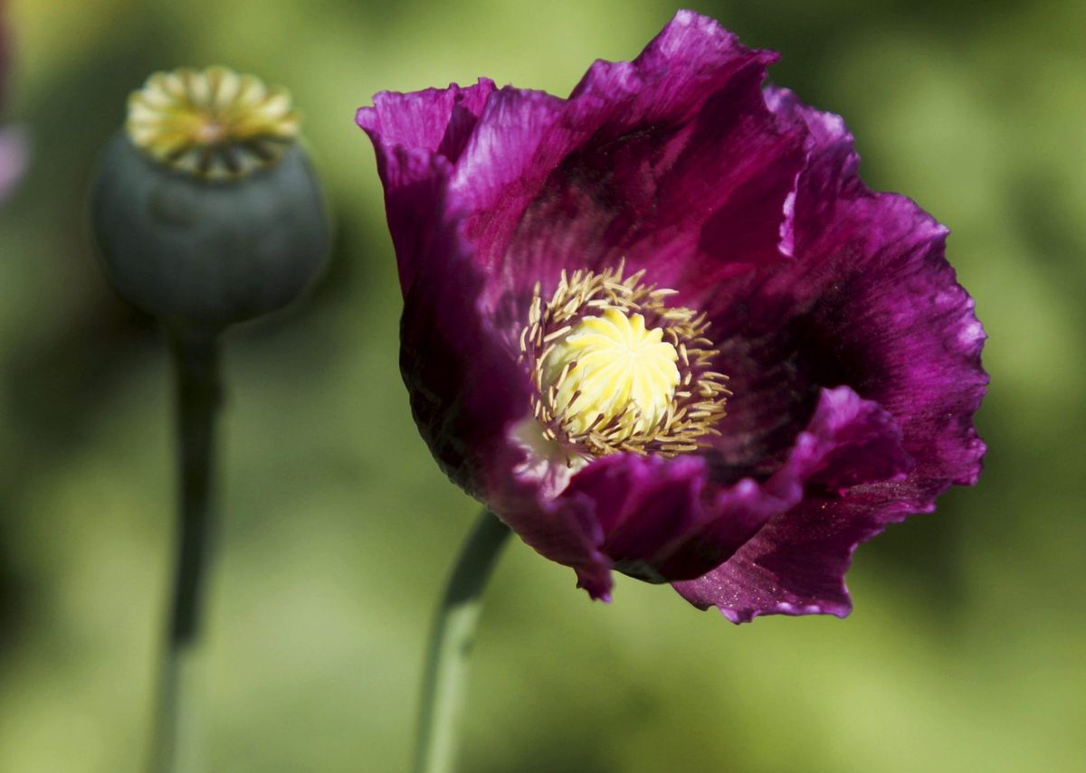 Flor de opio. Flor de opio.
