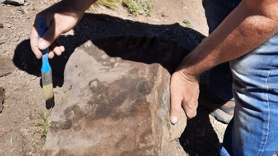 Los restos de este dinosaurio, cayeron en el sedimento y se fosilizaron para conservarse hasta la actualidad.