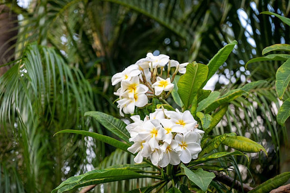 El árbol de flores elegantes y comestibles que podés tener en una maceta. El árbol de flores elegantes y comestibles que podés tener en una maceta.