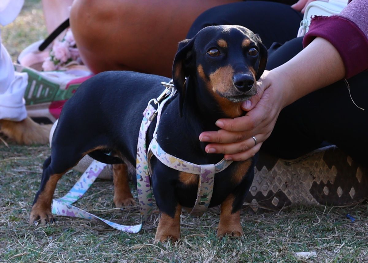 Maipú cuenta con su propio Centro de Atención Primaria Veterinaria, ubicado en el callejón Manuel Díaz 1555 de Coquimbito y ofrece atención primaria. Maipú cuenta con su propio Centro de Atención Primaria Veterinaria, ubicado en el callejón Manuel Díaz 1555 de Coquimbito y ofrece atención primaria.