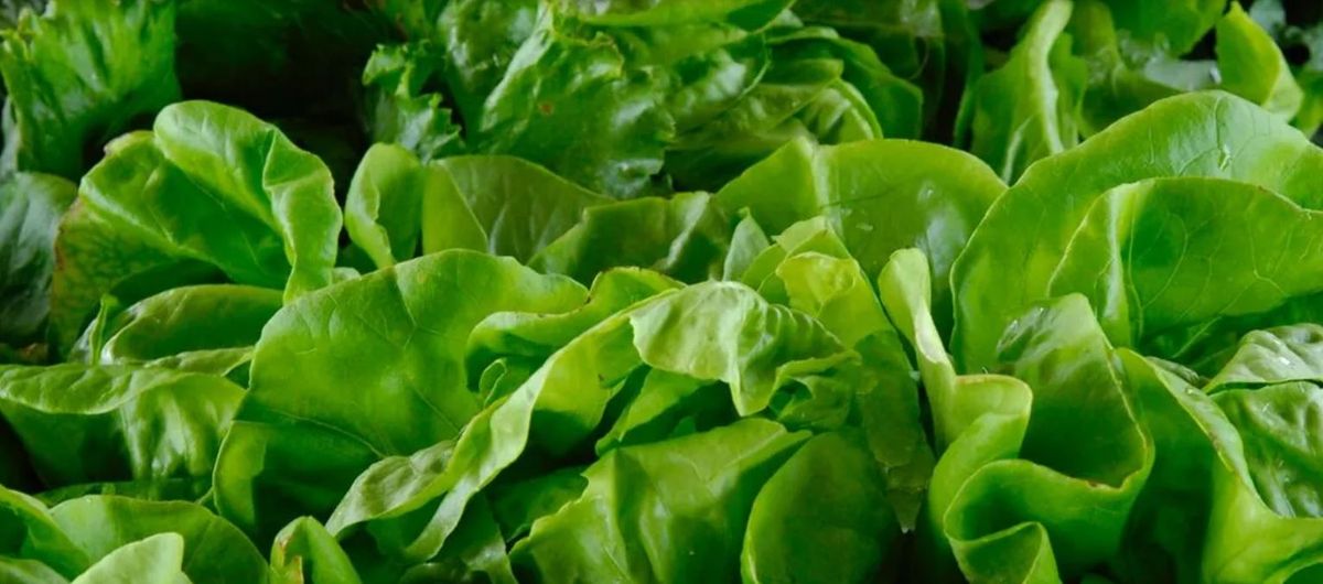 Por qué la lechuga es verde. Por qué la lechuga es verde.