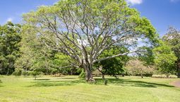 Este árbol es ideal para proporcionar sombra al jardín. Imagen: Pexels.