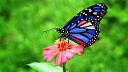 Las mariposas se ven atraídas por esta planta y embellecerán tu jardín.