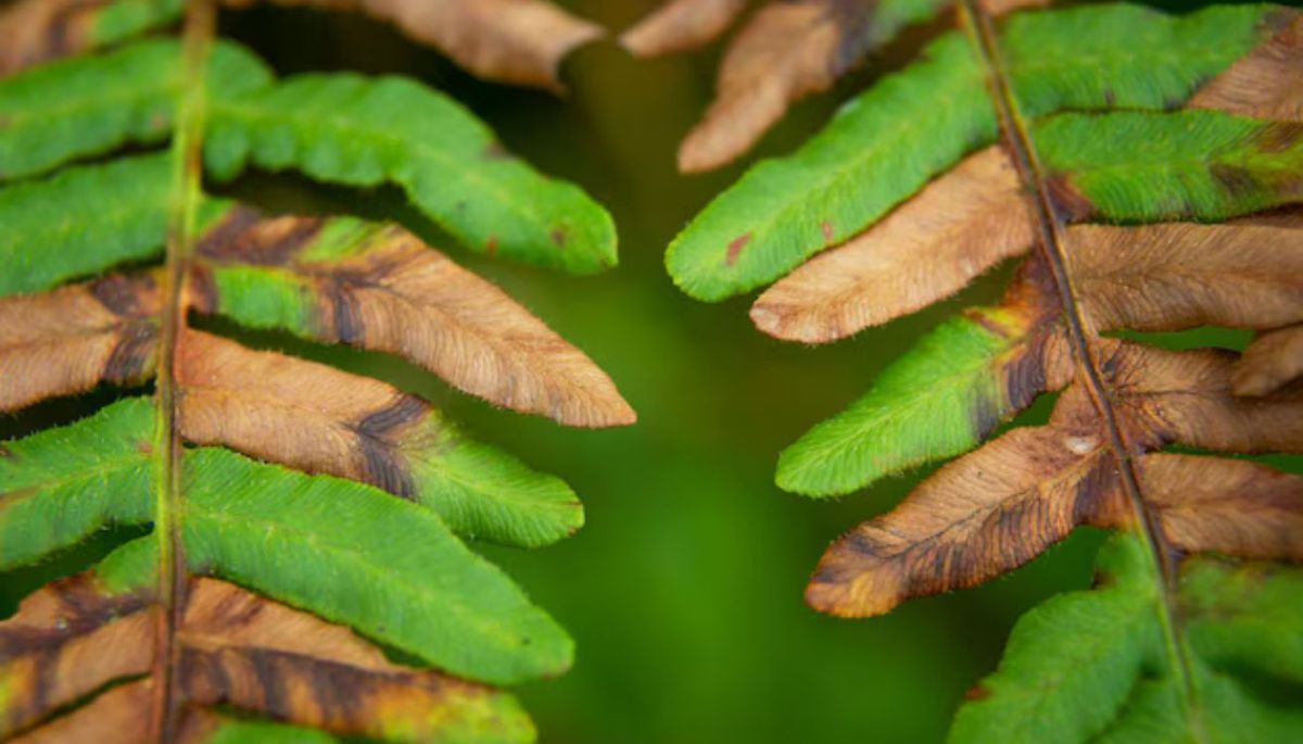 Si observas que las hojas de tu planta de helecho se ven amarillas o marrones, tendrás que identificar la razón. Evalúa el mantenimiento que le proporcionas y piensa... ¿qué le puede faltar? Si observas que las hojas de tu planta de helecho se ven amarillas o marrones, tendrás que identificar la razón. Evalúa el mantenimiento que le proporcionas y piensa... ¿qué le puede faltar?
