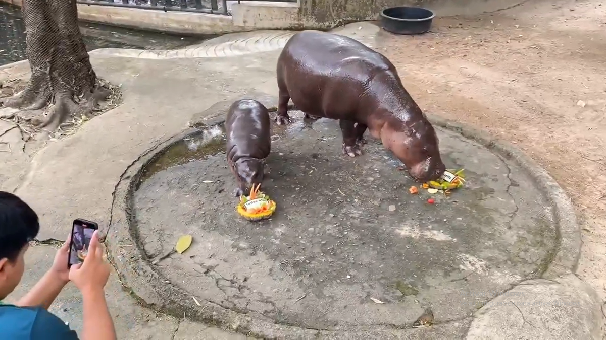 Los visitantes del zoológico no quisieron perderse este momento. Los visitantes del zoológico no quisieron perderse este momento.