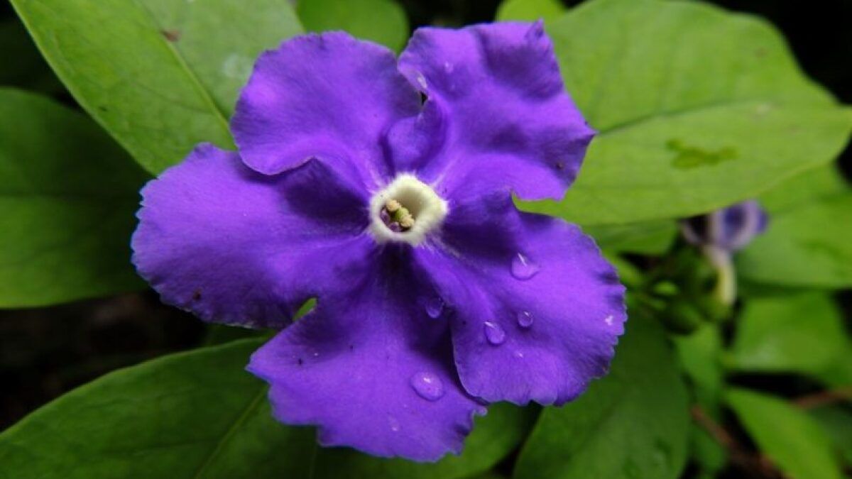 Cómo cuidar un jazmín paraguayo en primavera: llena de perfume el jardín