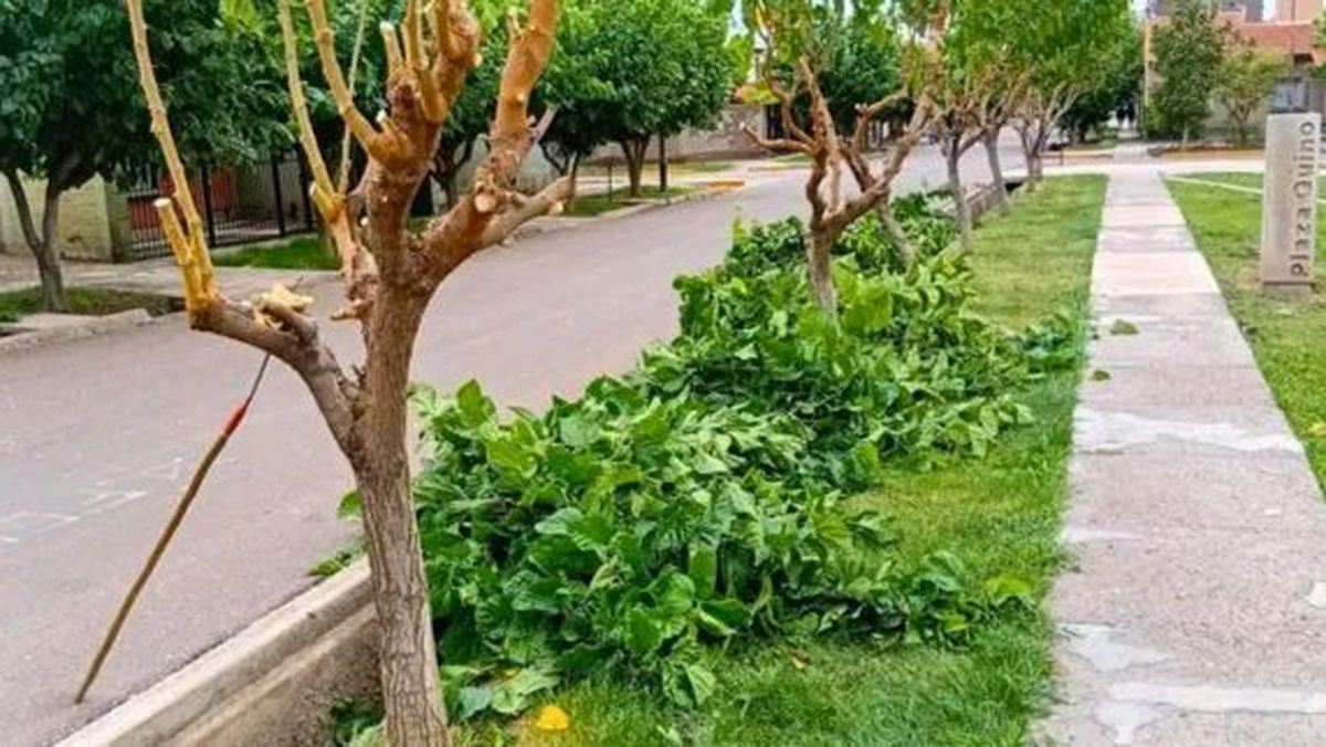Plaza Quino. Gustavo controla y mantiene varios espacios verdes de Guaymallén y también realiza reparaciones. Eso sí: siempre con Radio Nihuil de fondo. Plaza Quino. Gustavo controla y mantiene varios espacios verdes de Guaymallén y también realiza reparaciones. Eso sí: siempre con Radio Nihuil de fondo.