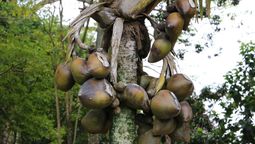 El árbol con el fruto más pesado del planeta Tierra: más de 20 kilos y su semilla es la más grande del reino vegetal El árbol con el fruto más pesado del planeta Tierra: más de 20 kilos y su semilla es la más grande del reino vegetal