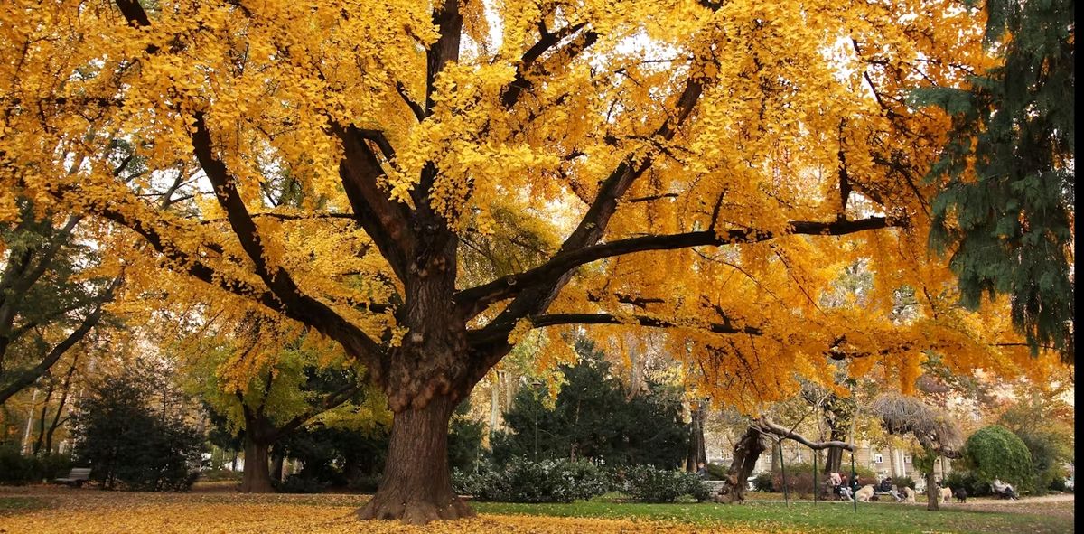 El Gingko Biloba en otoño. En el Parque General San Martín hay dos ejemplares. El Gingko Biloba en otoño. En el Parque General San Martín hay dos ejemplares.