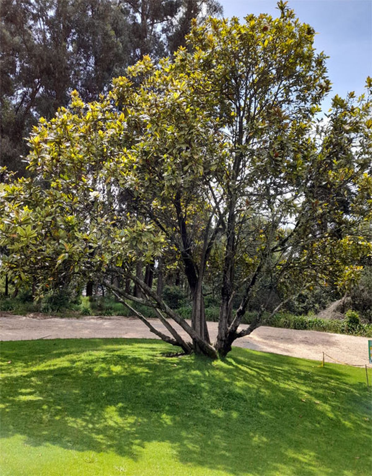 El magnolio es un árbol que requiere un poco de resguardo del viento. El magnolio es un árbol que requiere un poco de resguardo del viento.