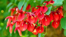 Cómo plantar y cuidar la flor nacional argentina