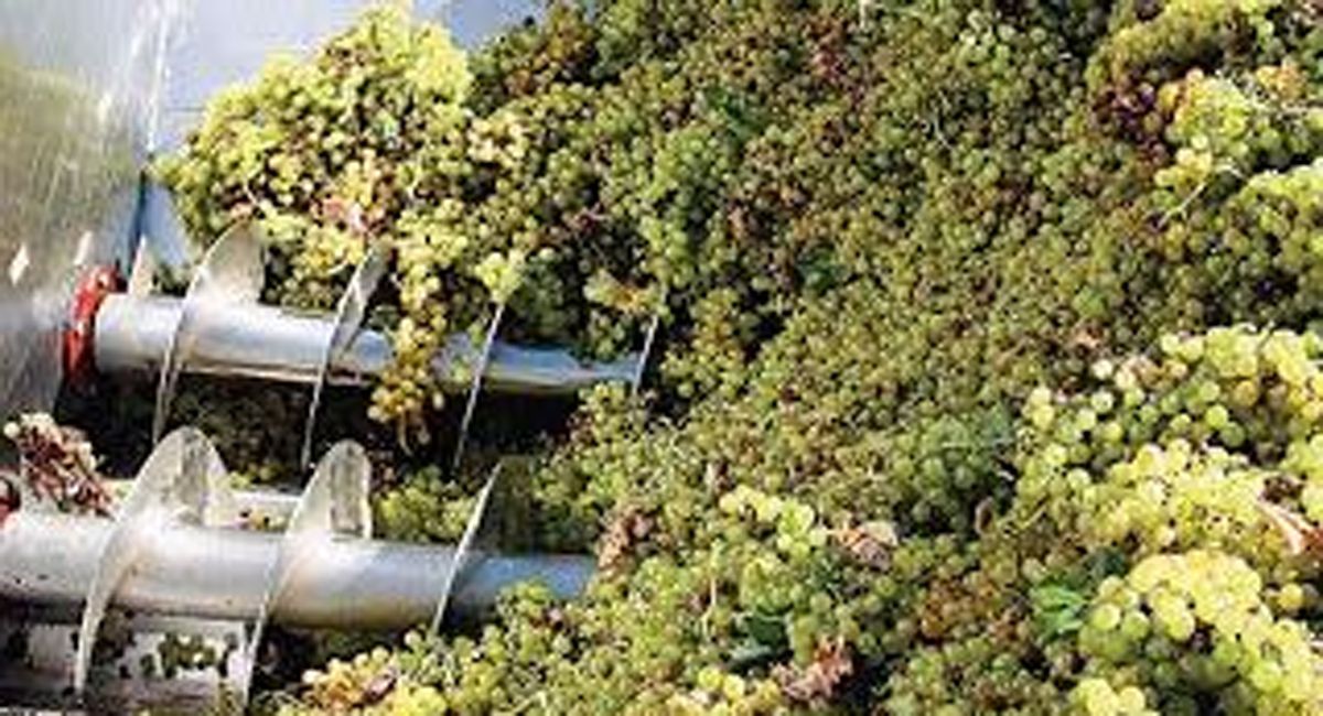 La cosecha dejó más uva en los lagares para transformarse en vino y también mosto. Cuántas bodegas elaboraron y esperan la fecha de liberación del INV. La cosecha dejó más uva en los lagares para transformarse en vino y también mosto. Cuántas bodegas elaboraron y esperan la fecha de liberación del INV.