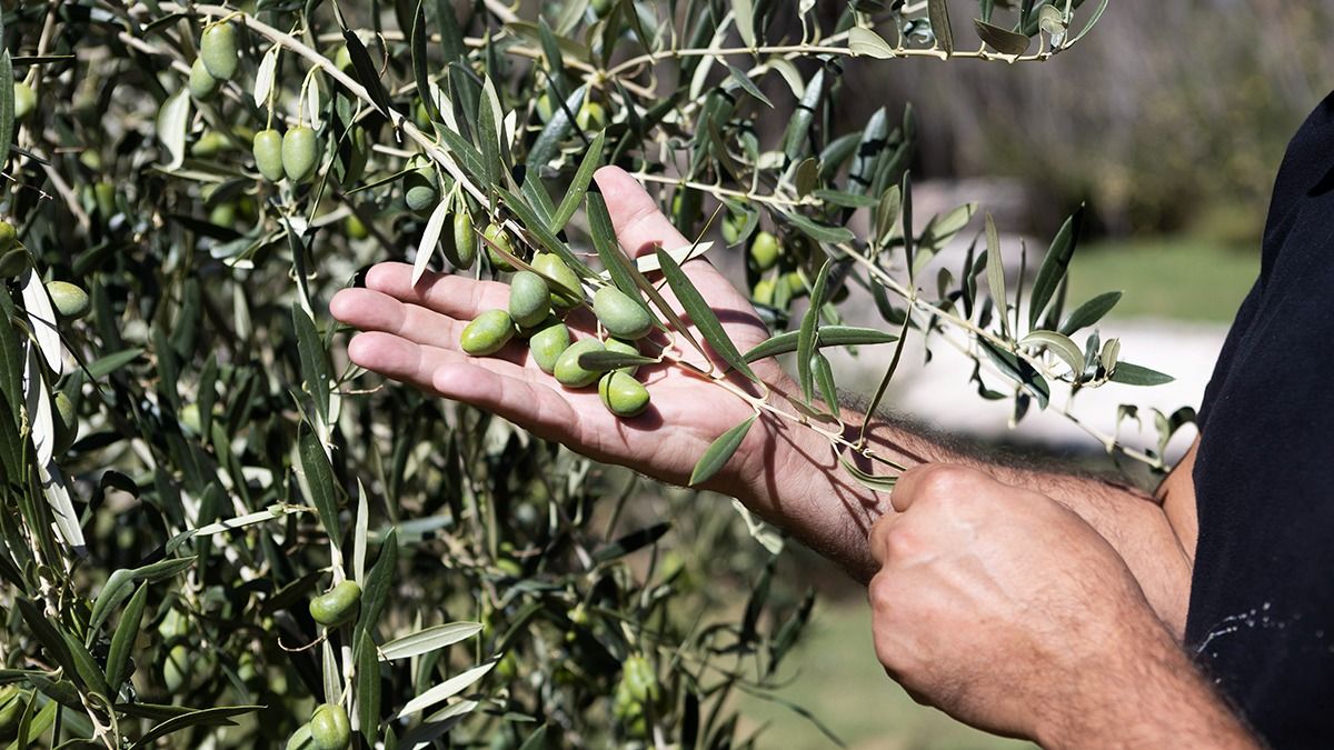 El enólogo Gabriel Guardia anhela que la tradición vitivinícola se complemente con el renacimiento de la cultura olivícola.