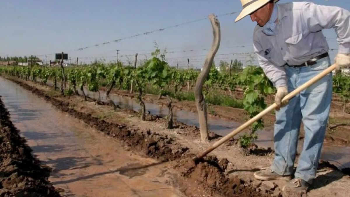 Para resguardarse de las pérdidas económicas por el granizo, miles de productores en Mendoza adhirieron al nuevo seguro agrícola.