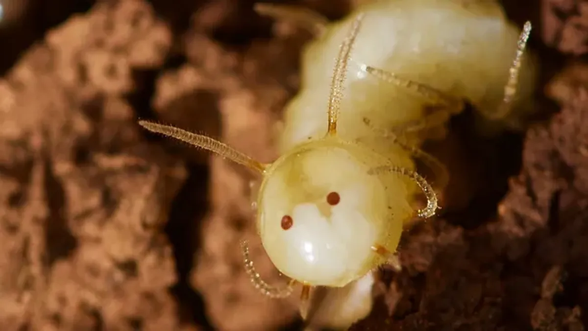 Esta larva tiene una cara que no debería tener. Esta larva tiene una cara que no debería tener.