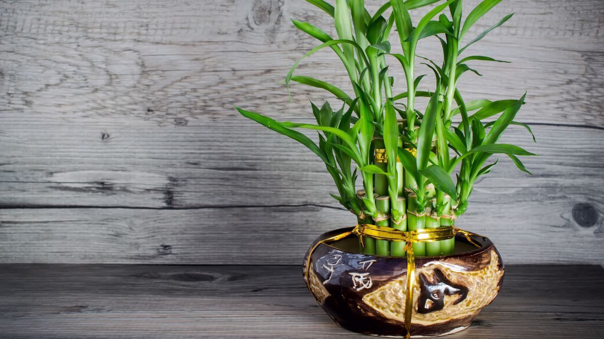 Qué significa que la planta Bambú de la suerte tenga 3, 5 o 7 tallos, según el Feng Shui