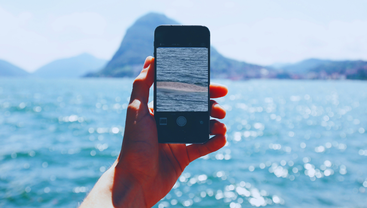 Una impresionante criatura de 150.000 kilos fue avistada en Estados Unidos