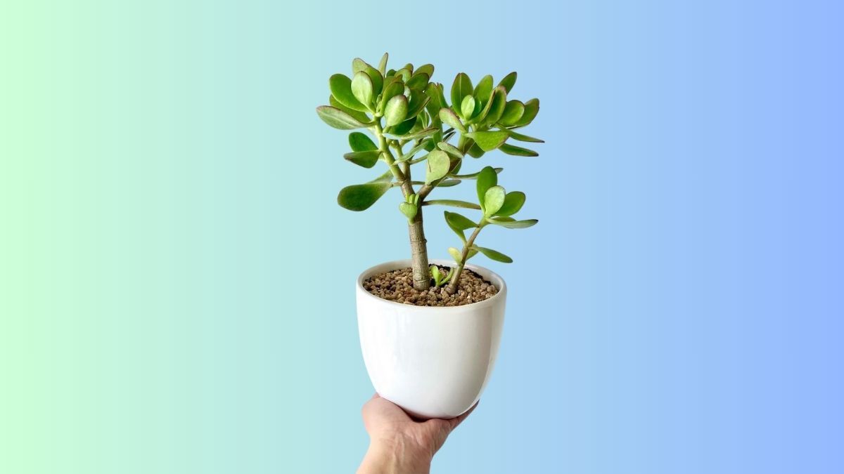 Cómo cuidar el ÁRBOL DE JADE en versión bonsái