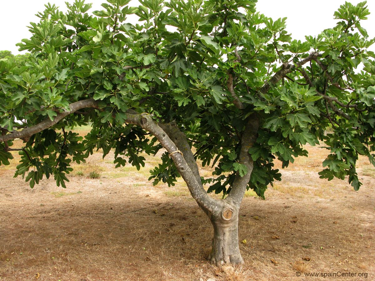 La higuera es un árbol frutal resistente, que puede crecer hasta en un jardín de suelo arcilloso. La higuera es un árbol frutal resistente, que puede crecer hasta en un jardín de suelo arcilloso.