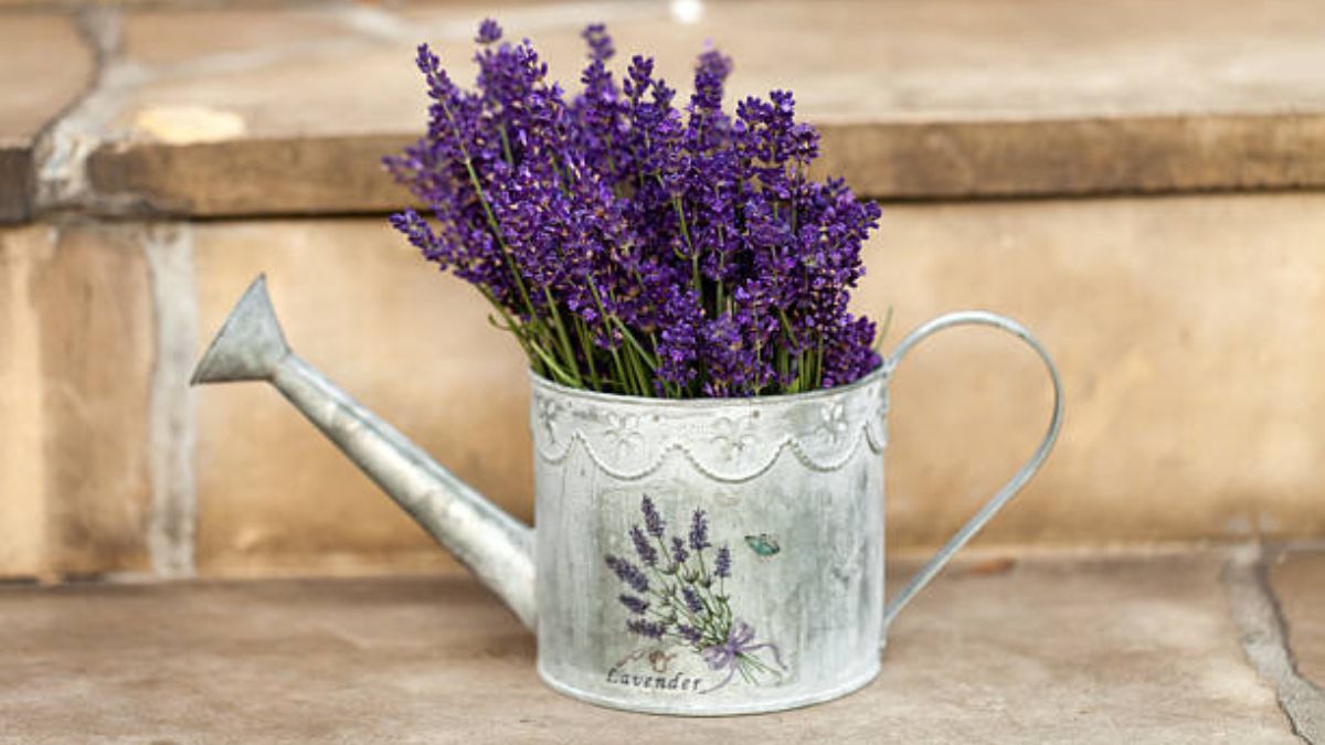 La lavanda dejará de ser la planta más codicada.
