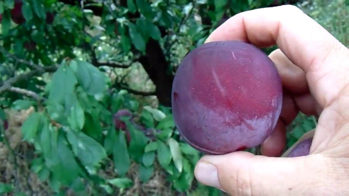 Árbol ciruelo: cómo saber cuándo sus frutos están listos para ser cosechados Árbol ciruelo: cómo saber cuándo sus frutos están listos para ser cosechados