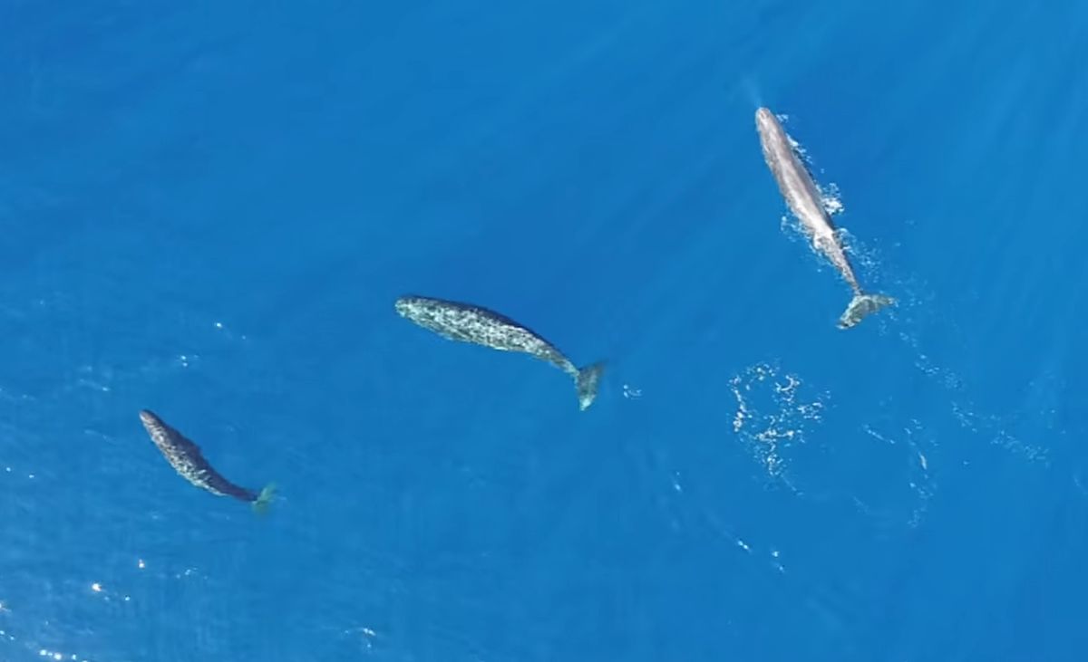 Los cient&iacute;ficos captaron a las ballenas desde un dron.