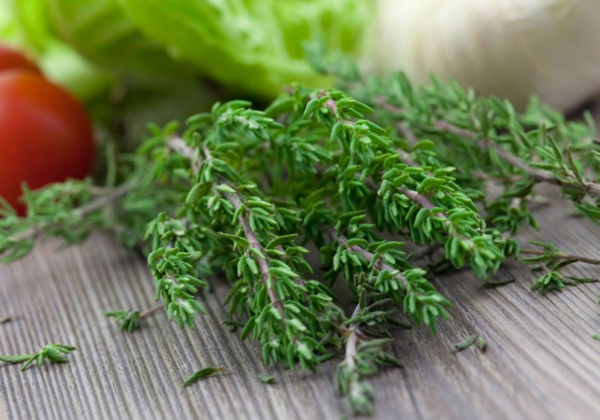 El tomillo es una de las hierbas m&aacute;s arom&aacute;ticas y sabrosas que existen pero tambi&eacute;n se le atribuyen beneficios.&nbsp;