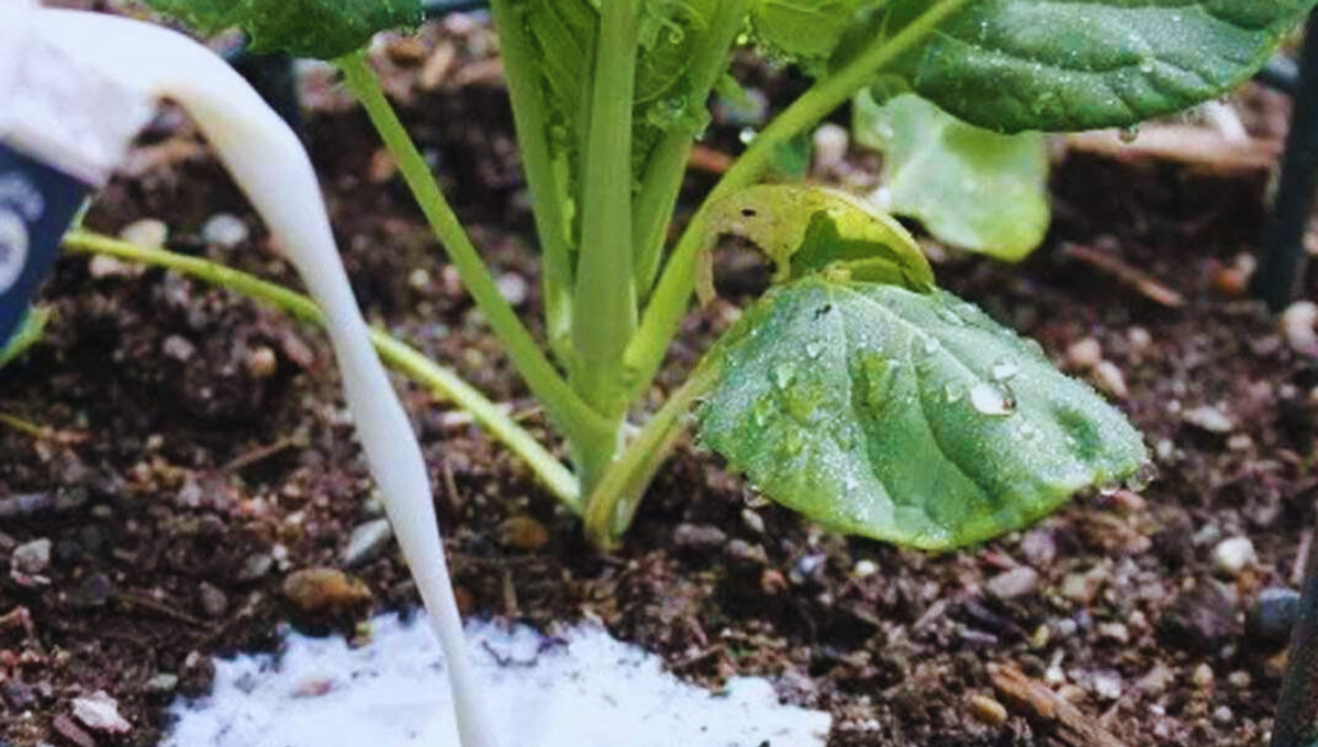 Por su alto contenido en calcio, la leche se posiciona como uno de los alimentos más completos que existen