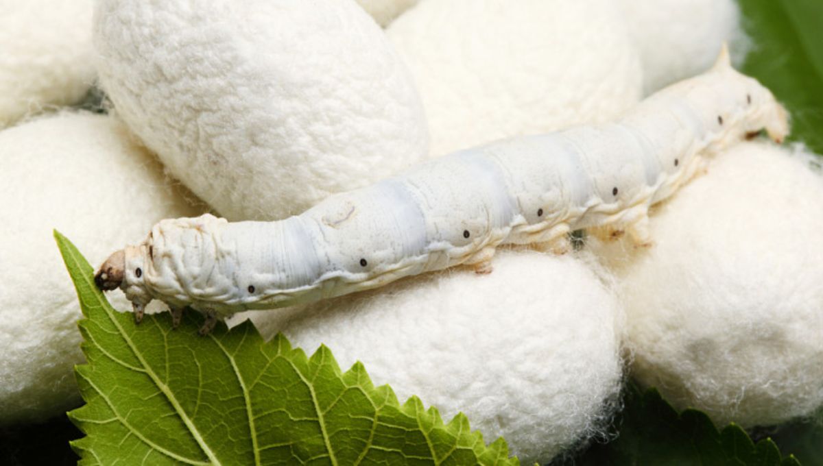 Cada gusano teje un capullo de un hilo continuo que puede medir hasta 1 kilómetro de longitud. Cada gusano teje un capullo de un hilo continuo que puede medir hasta 1 kilómetro de longitud. 