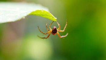 Ni limonero, ni rosas: la planta que atrae a las arañas y no debes tener en casa Ni limonero, ni rosas: la planta que atrae a las arañas y no debes tener en casa