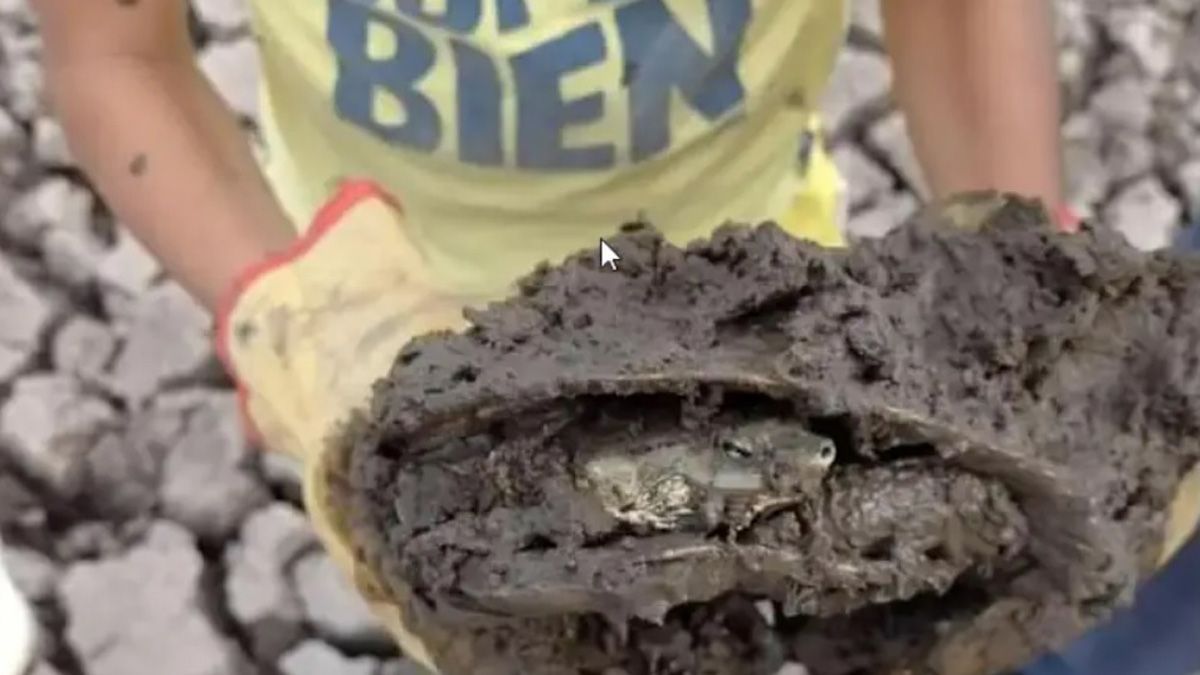 Una de las tortugas bebé encontrada en medio de una laguna de barro, que luego fue limpiada y llevada a La Cascadita, en Goya, Corrientes