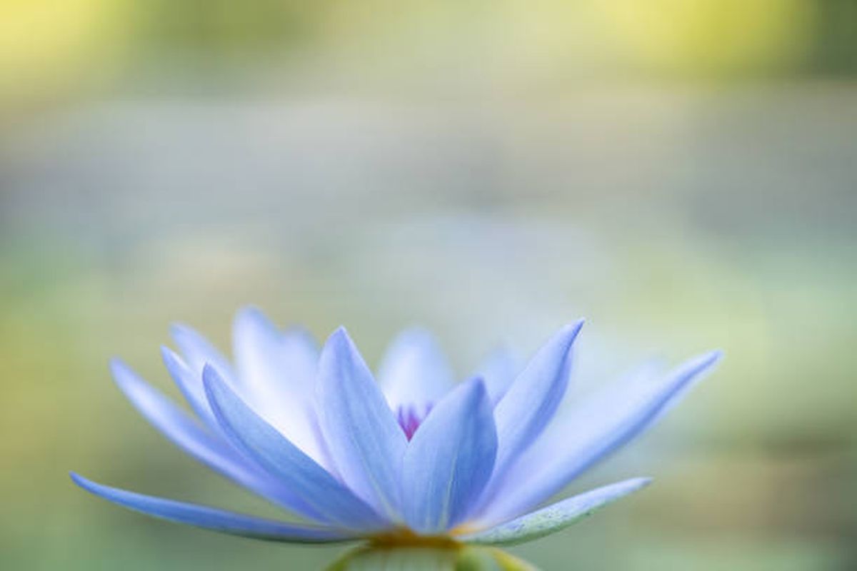 La flor de loto es una planta acuática con distintos significados. La flor de loto es una planta acuática con distintos significados.