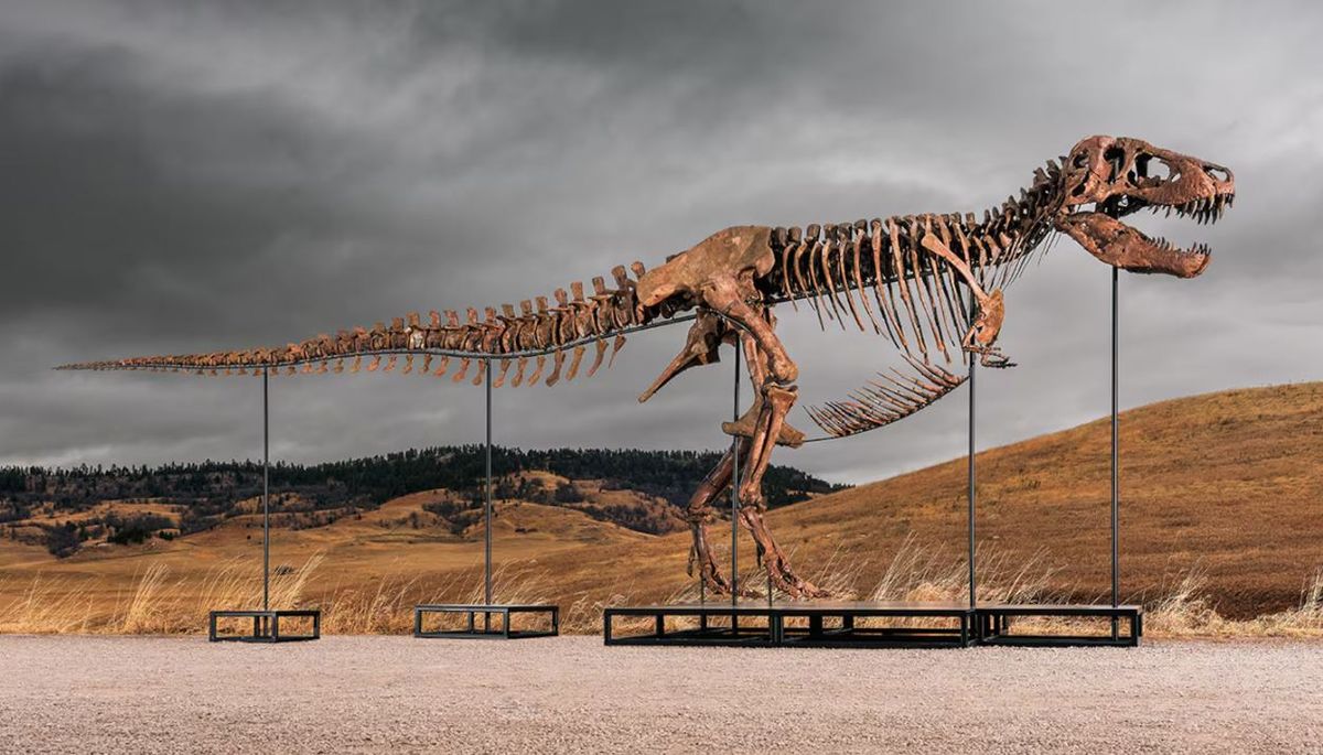 El esqueleto de tiranosaurio rex que se vendió por más de 50 millones de dólares. Foto: AP
