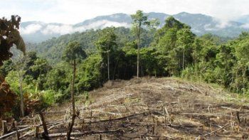 La deforestación puede ser origen de sequía en Brasil