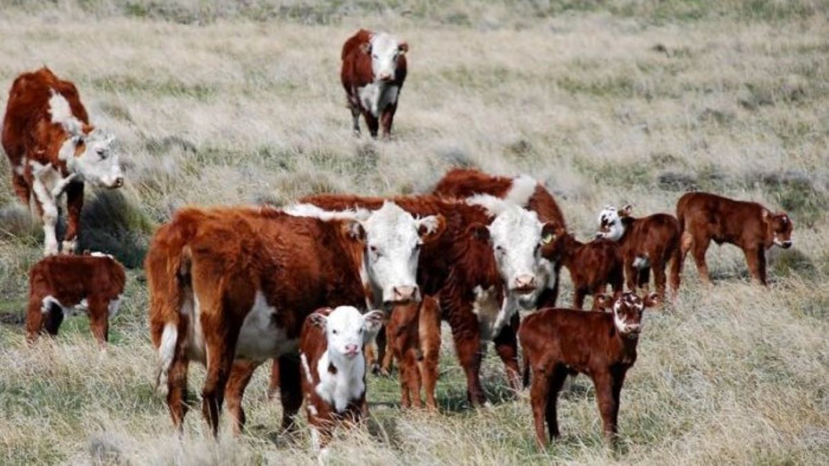 El sector ganadero, uno de los más afectados.