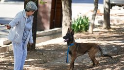 En Godoy Cruz rige una ordenanza de avanzada que reglamenta la tenencia responsable de razas peligrosas y establece pautas para prevenir los ataques en la vía pública.