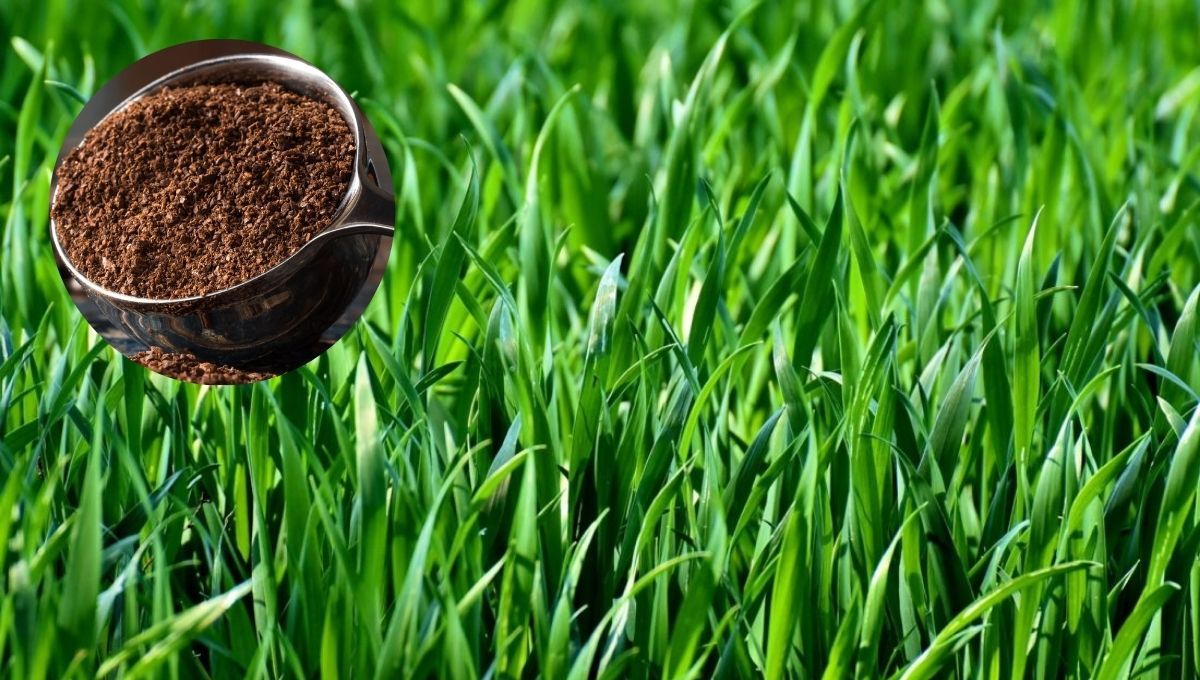 El café puede ser utilizado para mantener el color del césped y otros beneficios