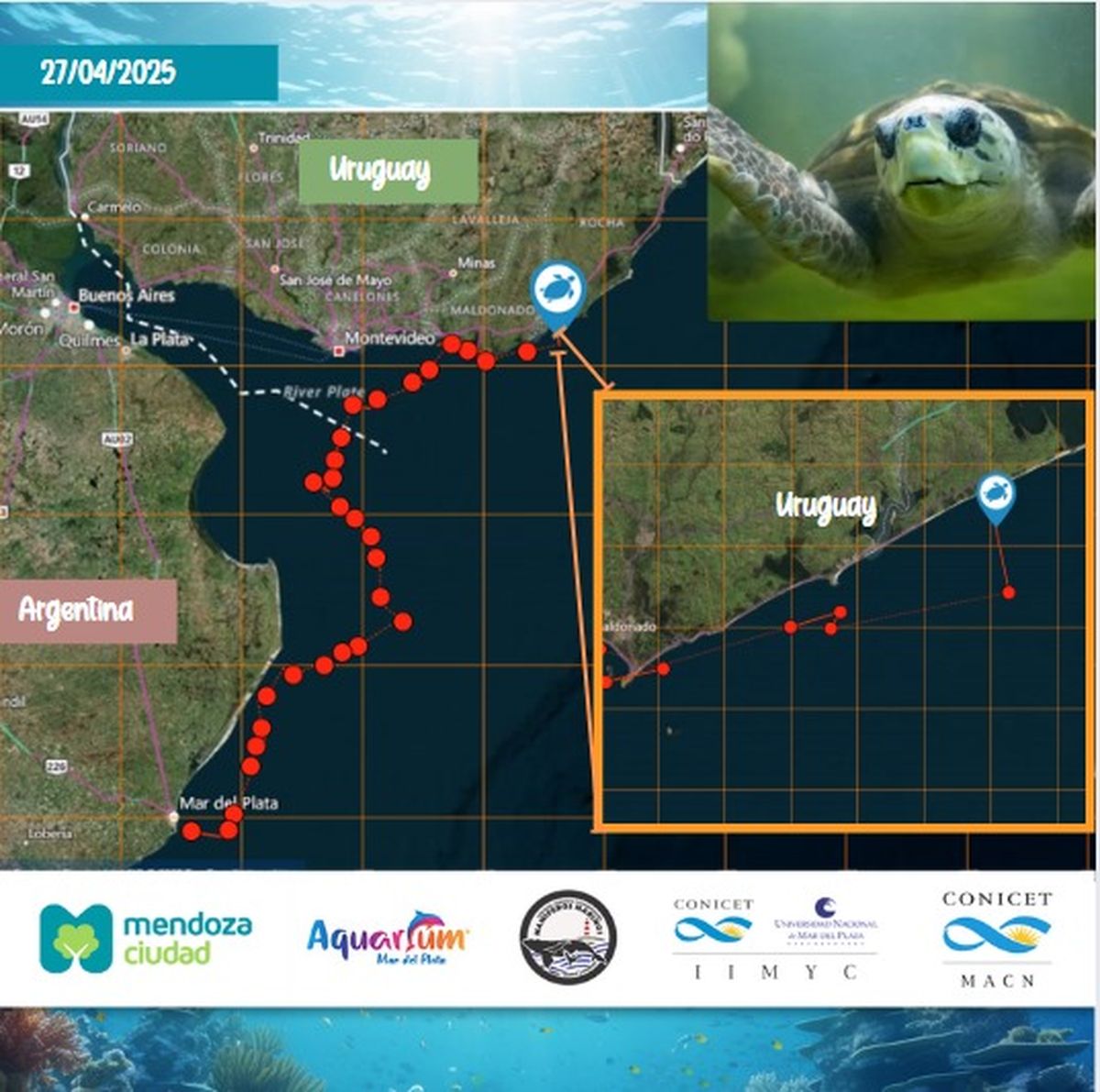 Nuestro tortugo Jorge ahora es libre y viaja por Uurugay hacia Brasil Nuestro tortugo Jorge ahora es libre y viaja por Uurugay hacia Brasil