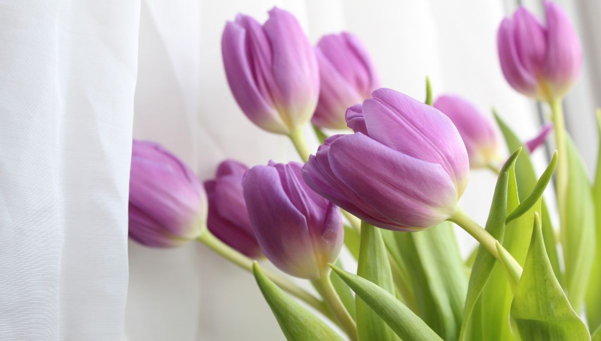 Fertilizante casero que es oro puro para hacer crecer las flores de tulipanes 