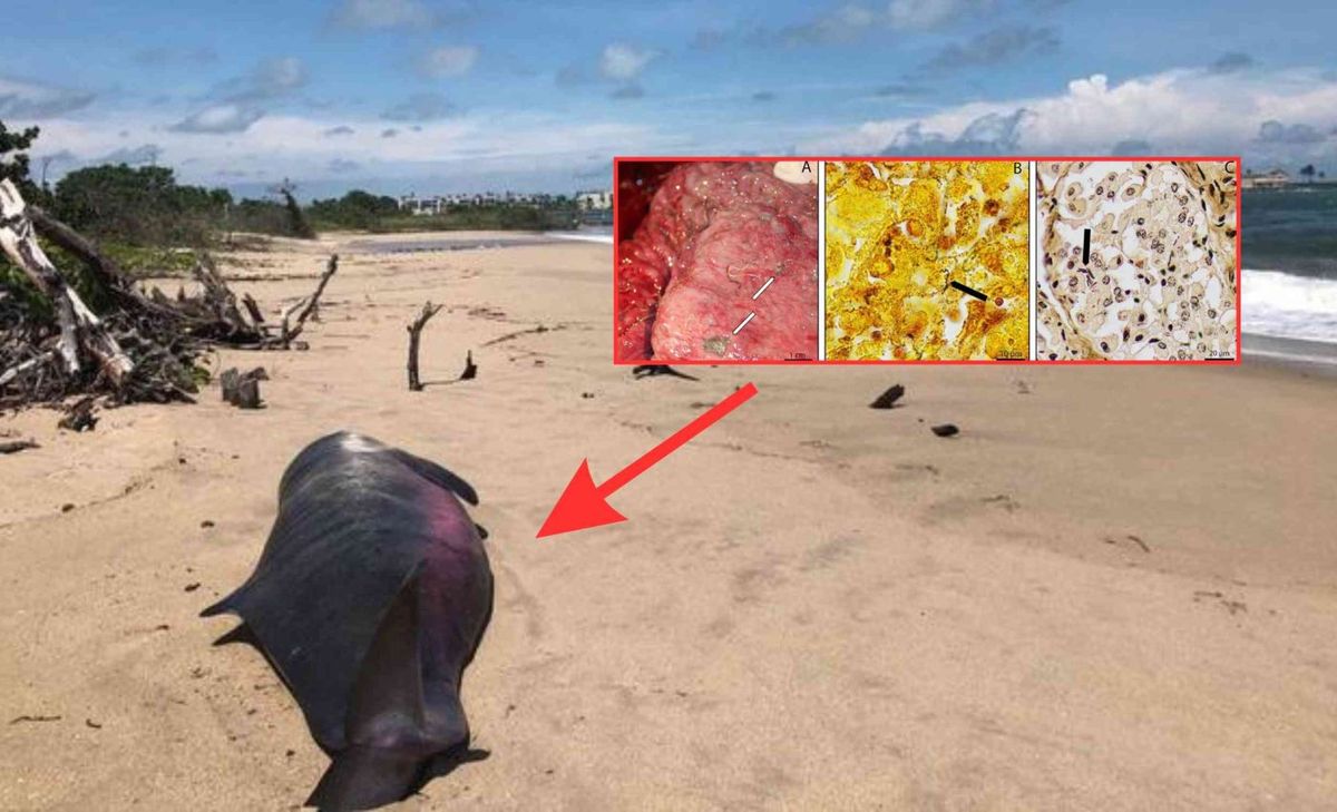 La bacteria que encontraron los científicos es algo nunca visto. La bacteria que encontraron los científicos es algo nunca visto.