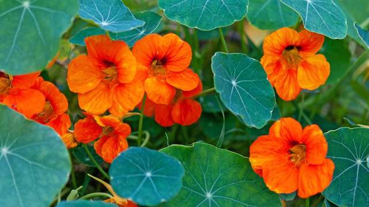 Esta planta es de la familia de las Tropaeolaceae. Imagen: Magnific. Esta planta es de la familia de las Tropaeolaceae. Imagen: Magnific.