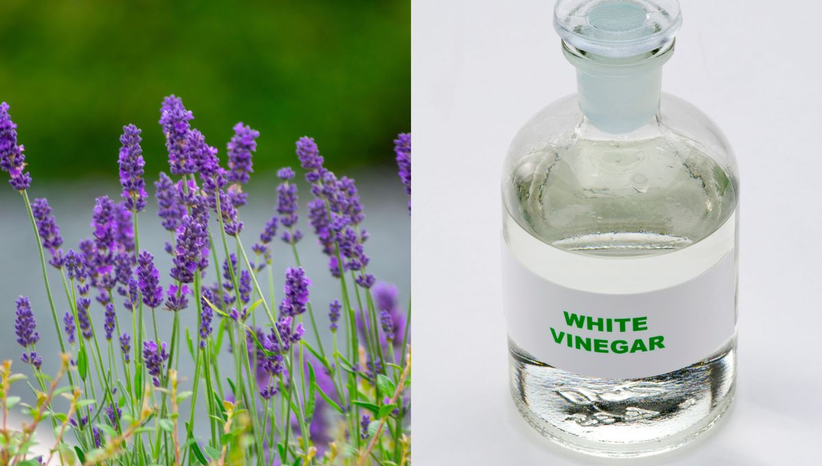 Para realizar un truco o procedimiento de limpieza lo mejor es usar vinagre destilado. Para realizar un truco o procedimiento de limpieza lo mejor es usar vinagre destilado. 