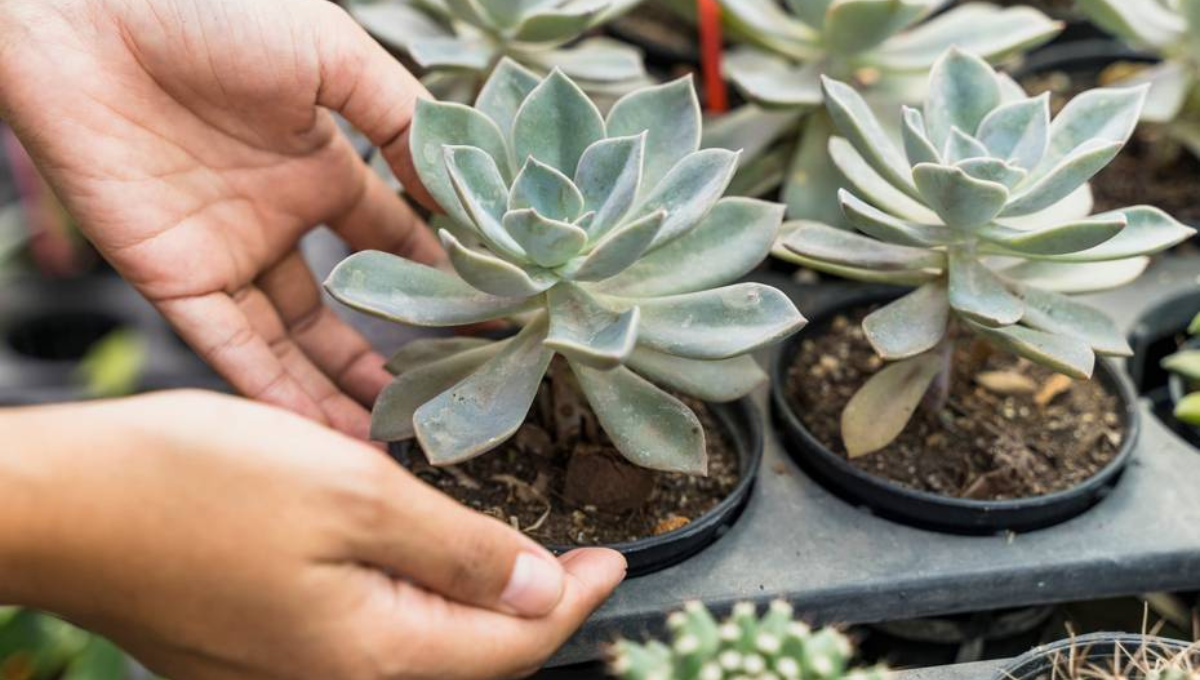 El mejor tip para cuidar las suculentas del hogar. El mejor tip para cuidar las suculentas del hogar.