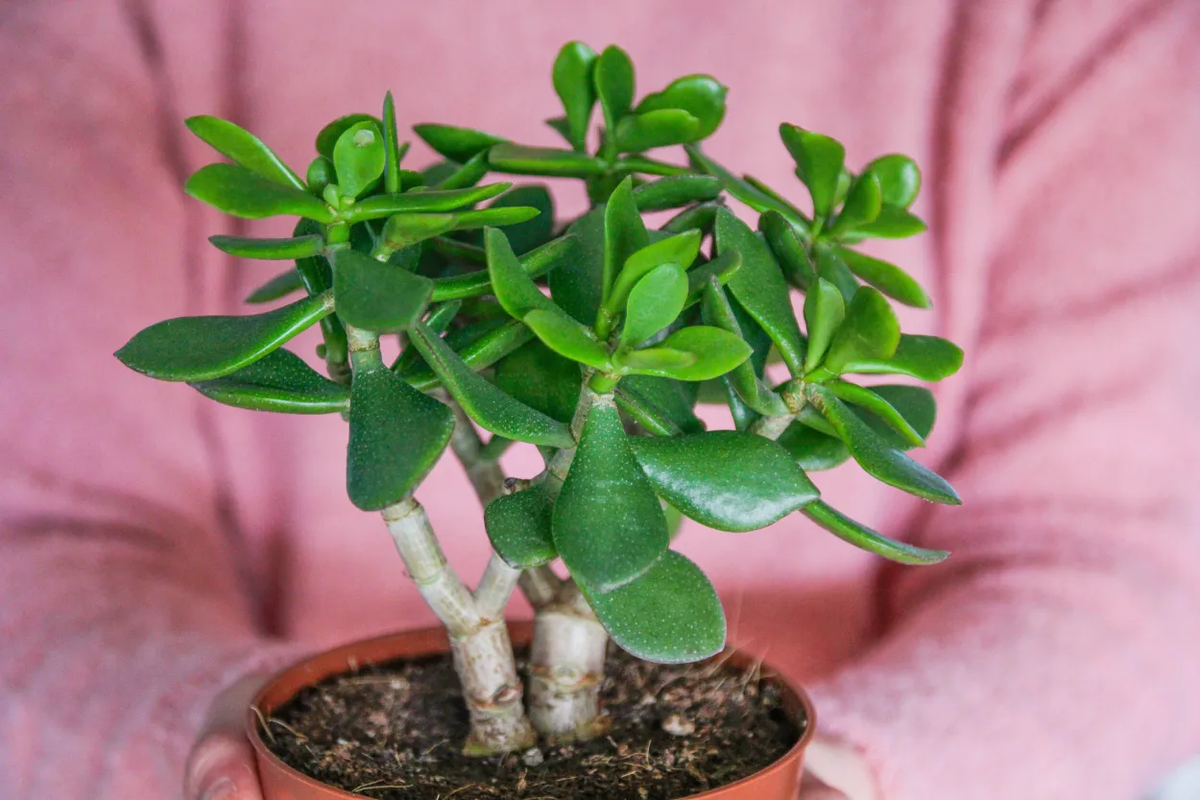 Beneficio de tener un Árbol de Jade. Beneficio de tener un Árbol de Jade.