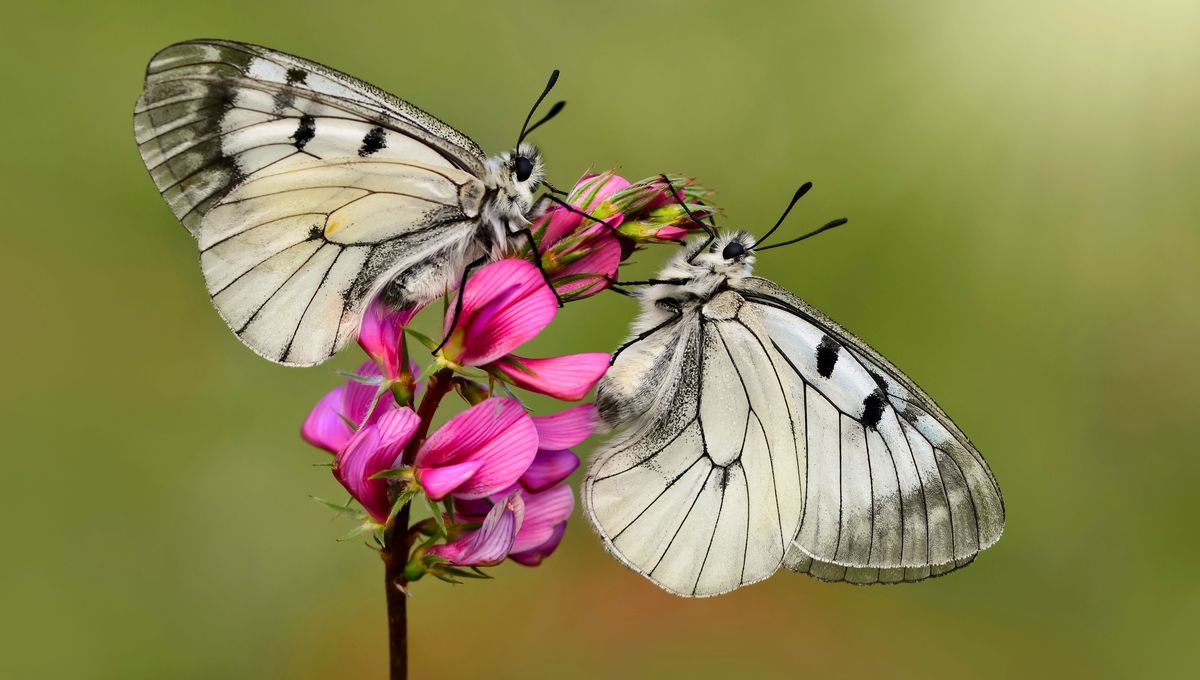 La mariposa cambia y evoluciona constantemente. La mariposa cambia y evoluciona constantemente.