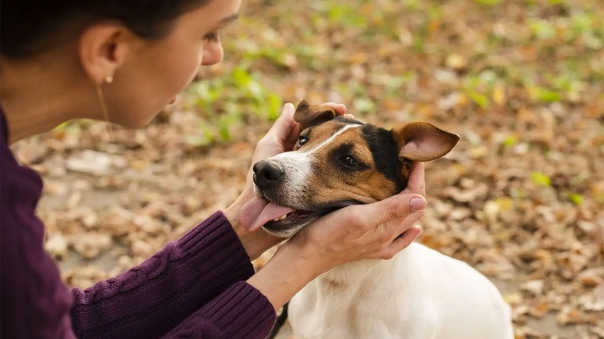 Acariciar a un perro en la calle le brinda muchas beneficios a las personas. Acariciar a un perro en la calle le brinda muchas beneficios a las personas.