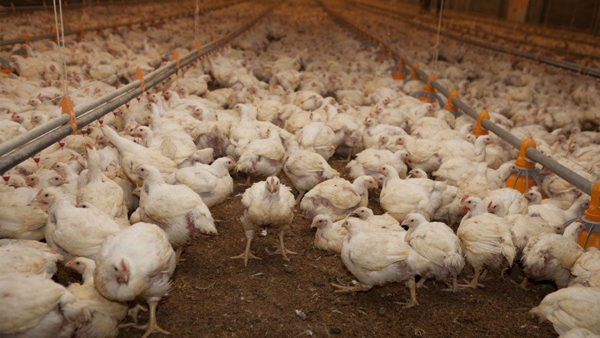 La llegada del virus a los establecimientos avícolas puede causar grandes pérdidas económicas.